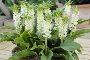 Eucomis autumnalis